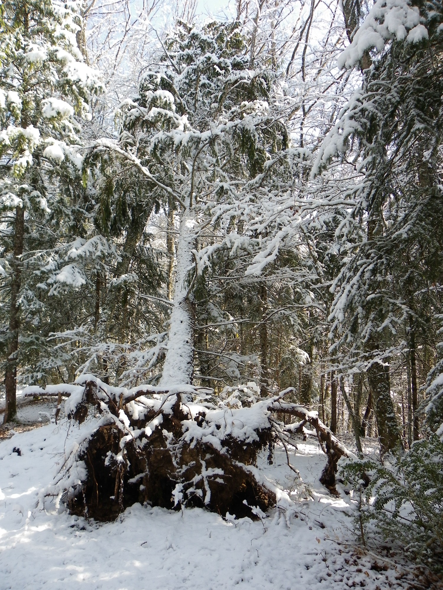 arbres désouchés vers les Chaberts