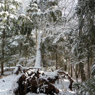 arbres désouchés vers les Chaberts