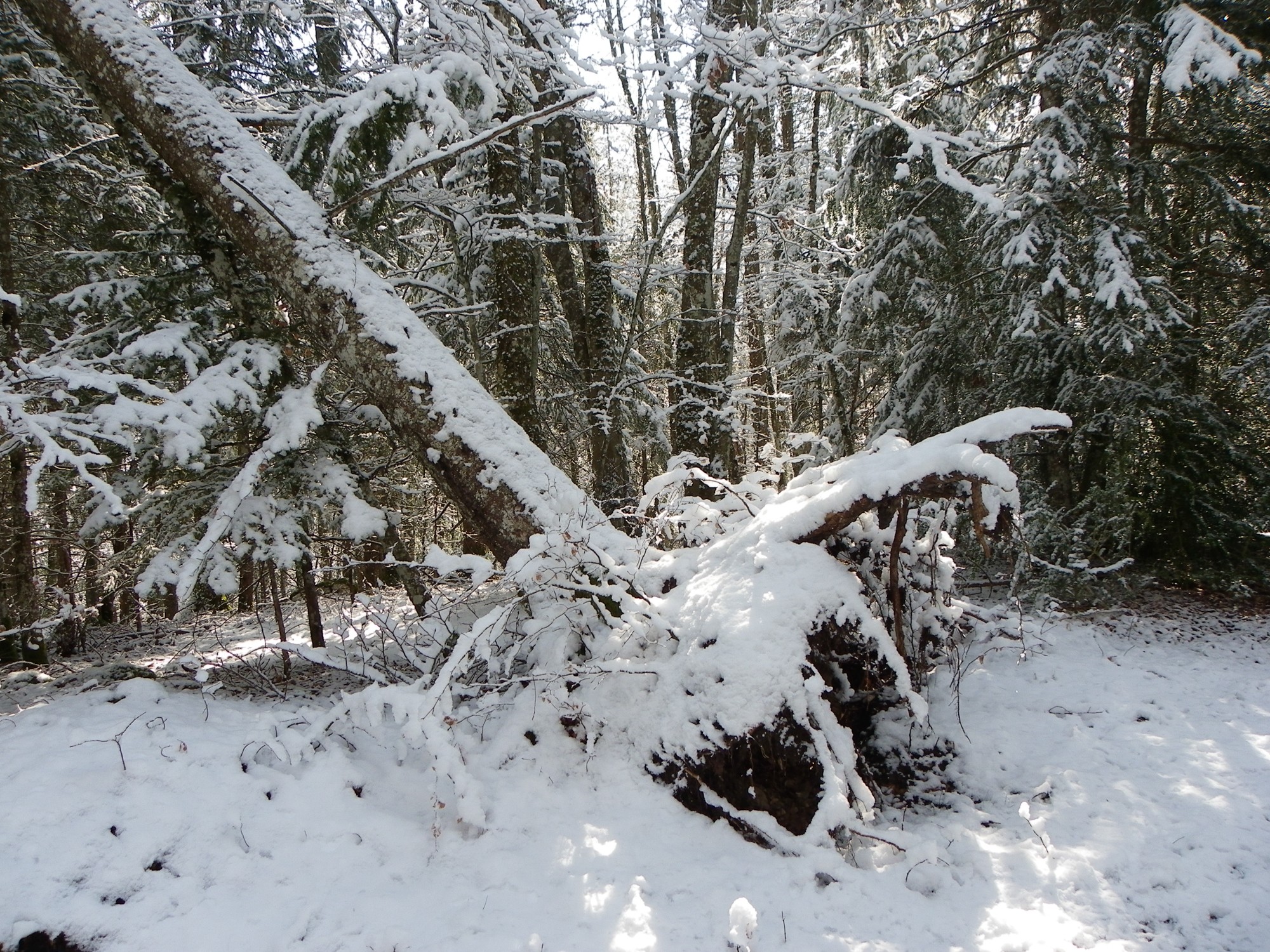 arbres désouchés vers les Chaberts