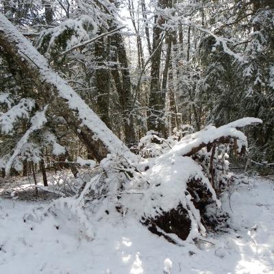 arbres désouchés vers les Chaberts