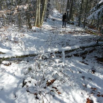 arbres fracassés vers les Chaberts