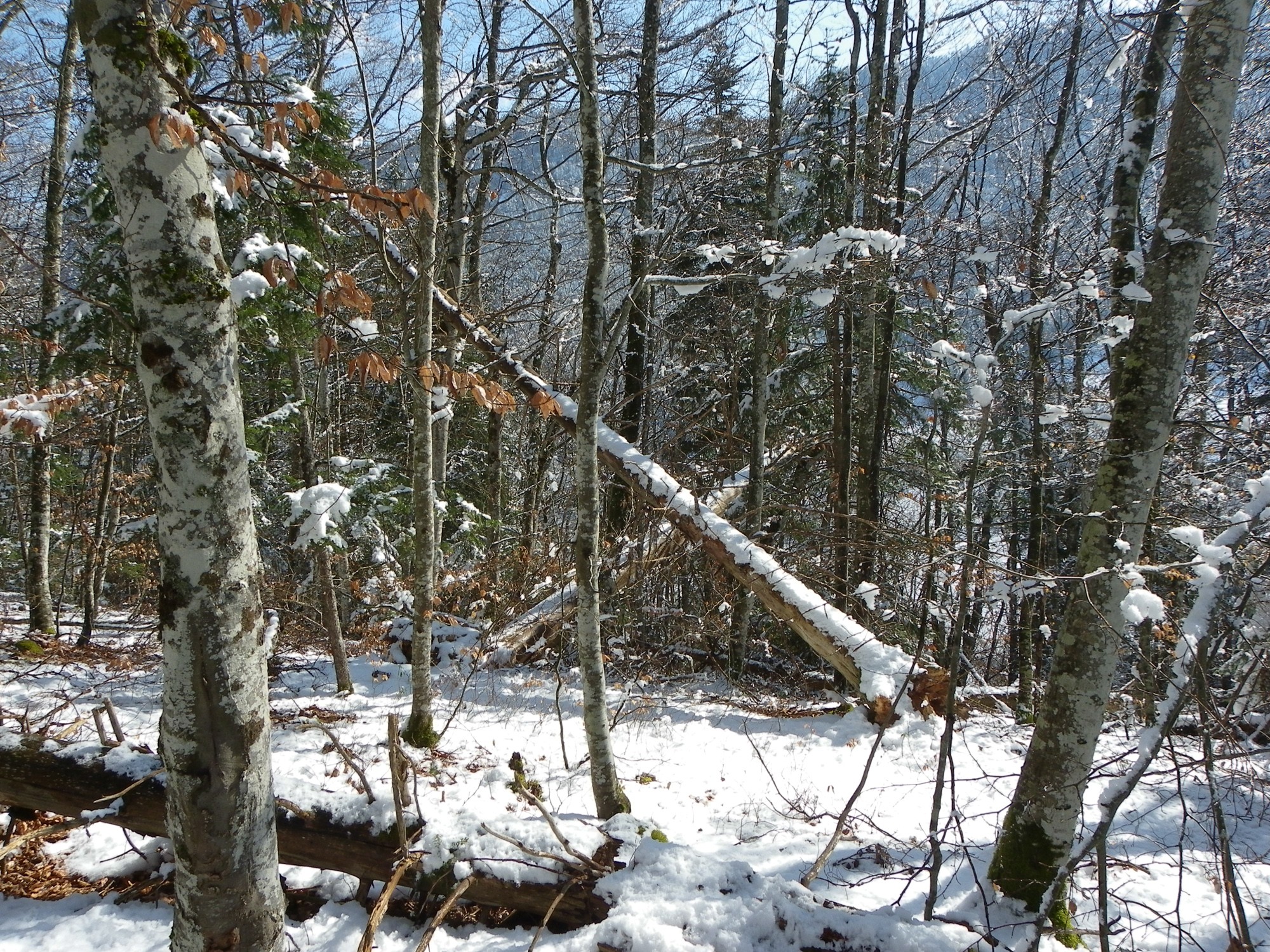 arbres fracassés vers les Chaberts