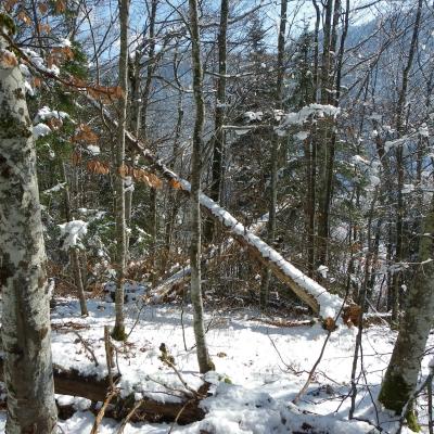 arbres fracassés vers les Chaberts