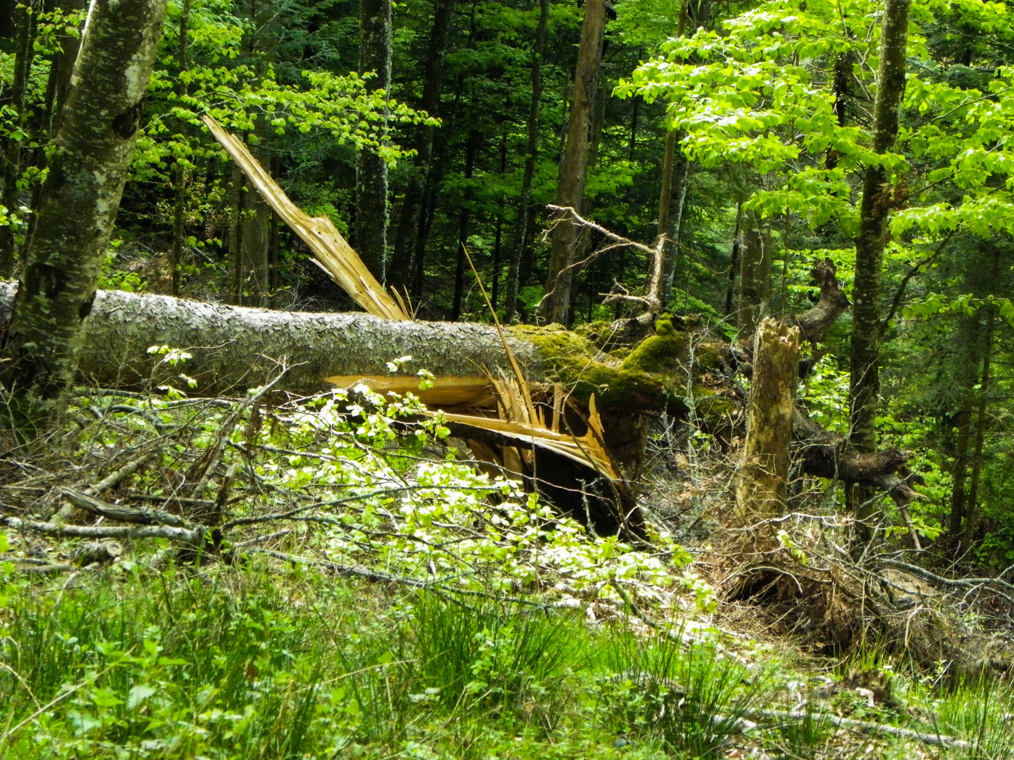 arbres fracassés dans le bois des scies