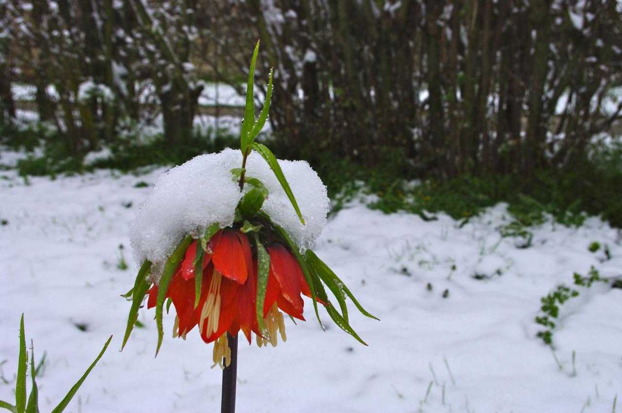 couronne impériale sous la neige