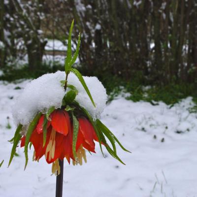 couronne impériale sous la neige