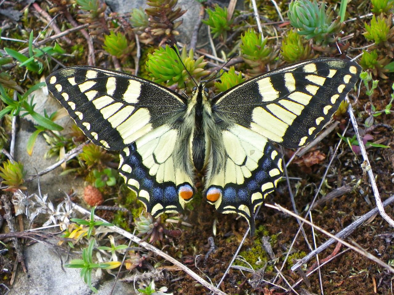 le Machaon pret à décoller