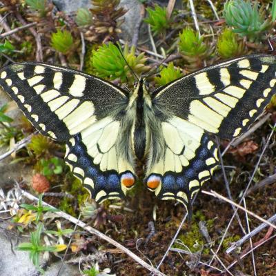 le Machaon pret à décoller