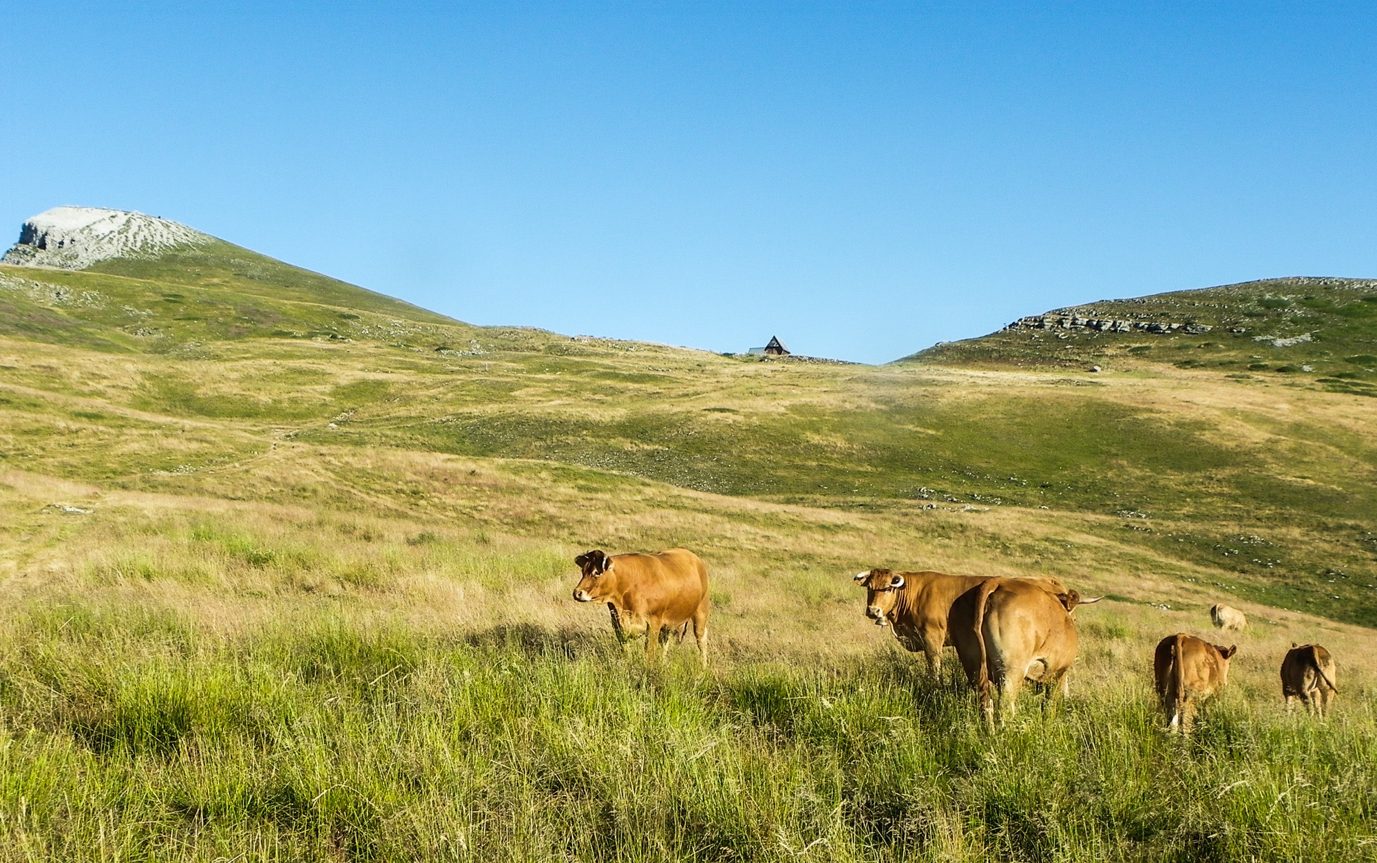 les vaches broutent une herbe sèche