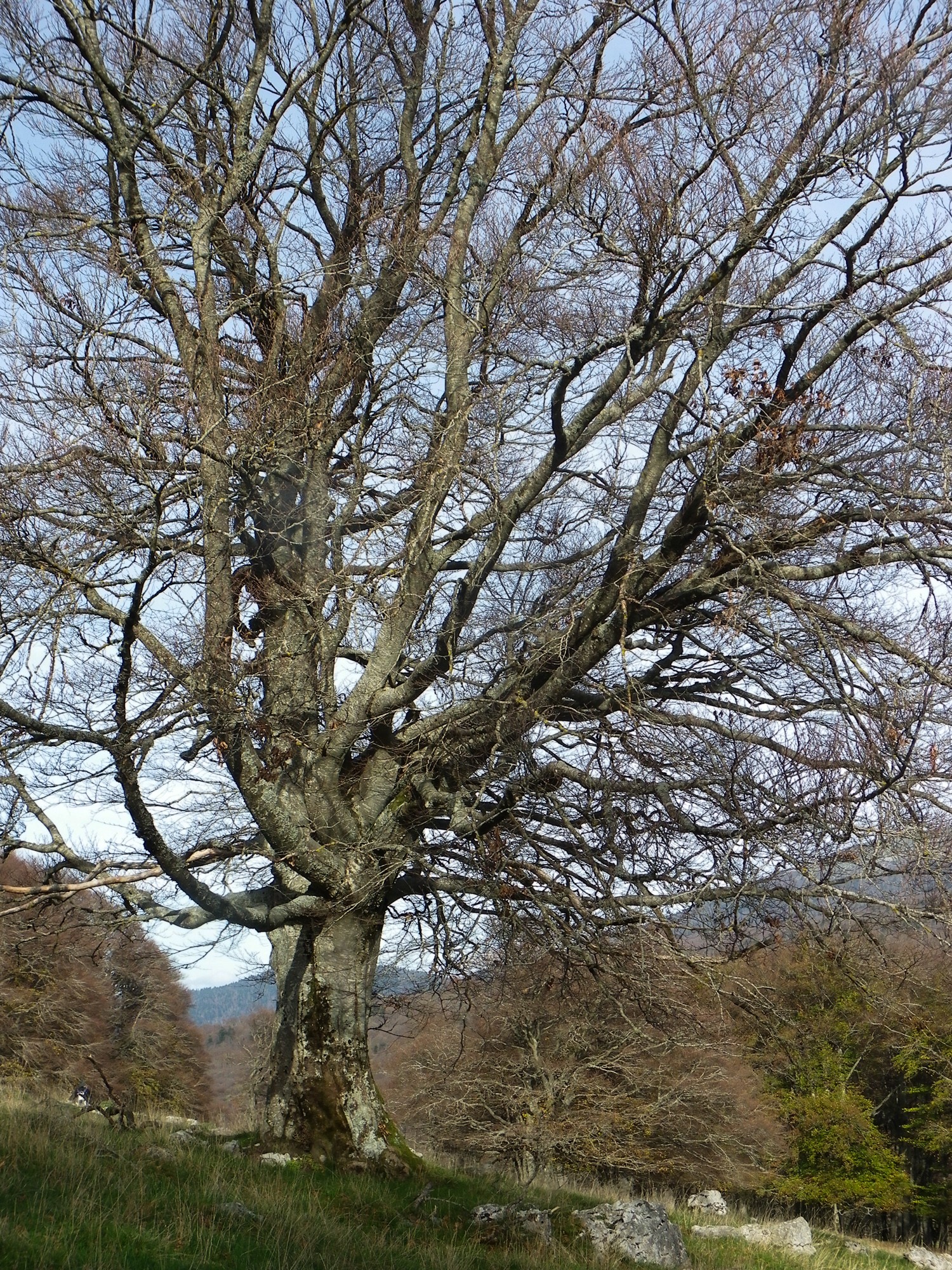 arbre remarquable dans le vallon