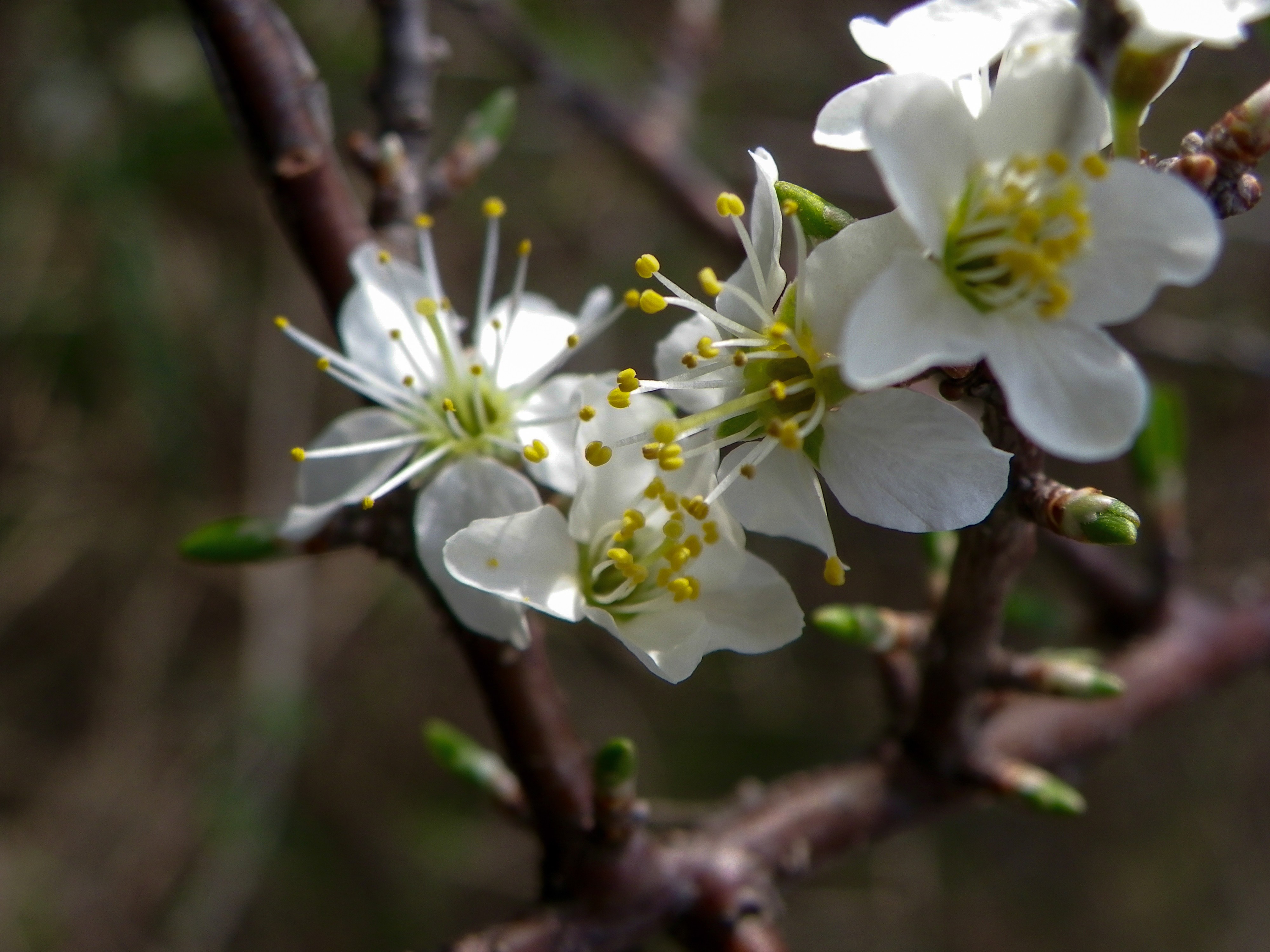 fleurs de pommiers