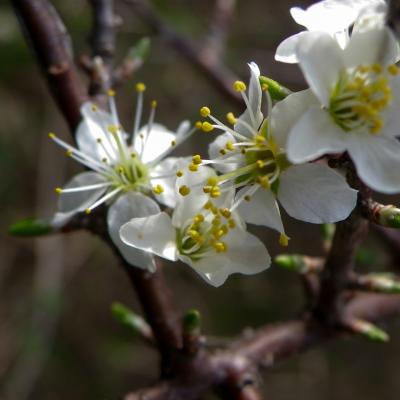 fleurs de pommiers