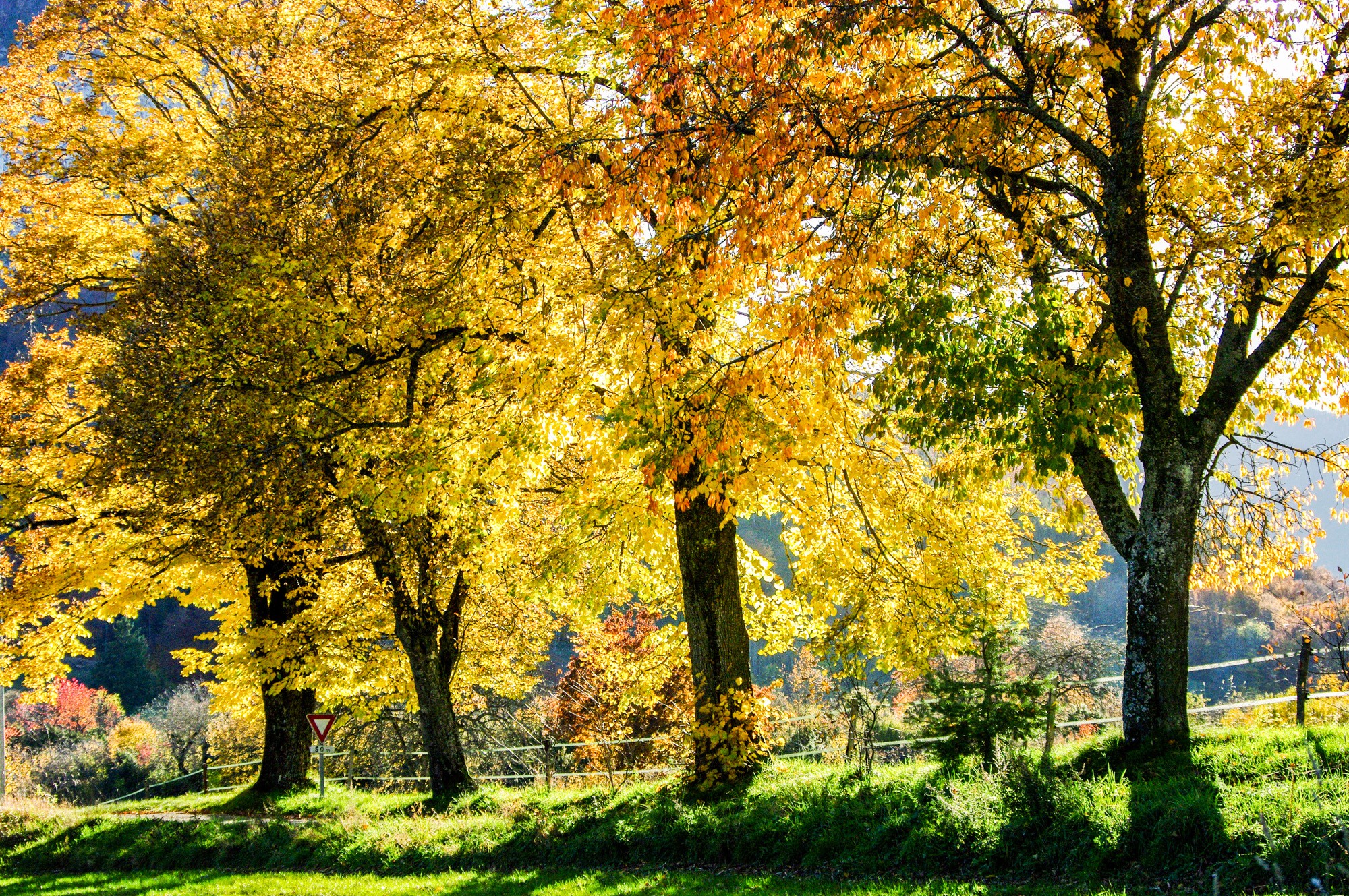 allée d'arbres aux Finets