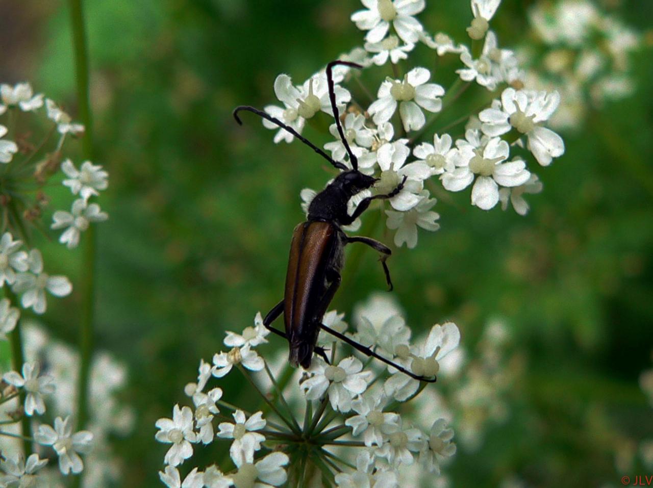 insecte polinisateur