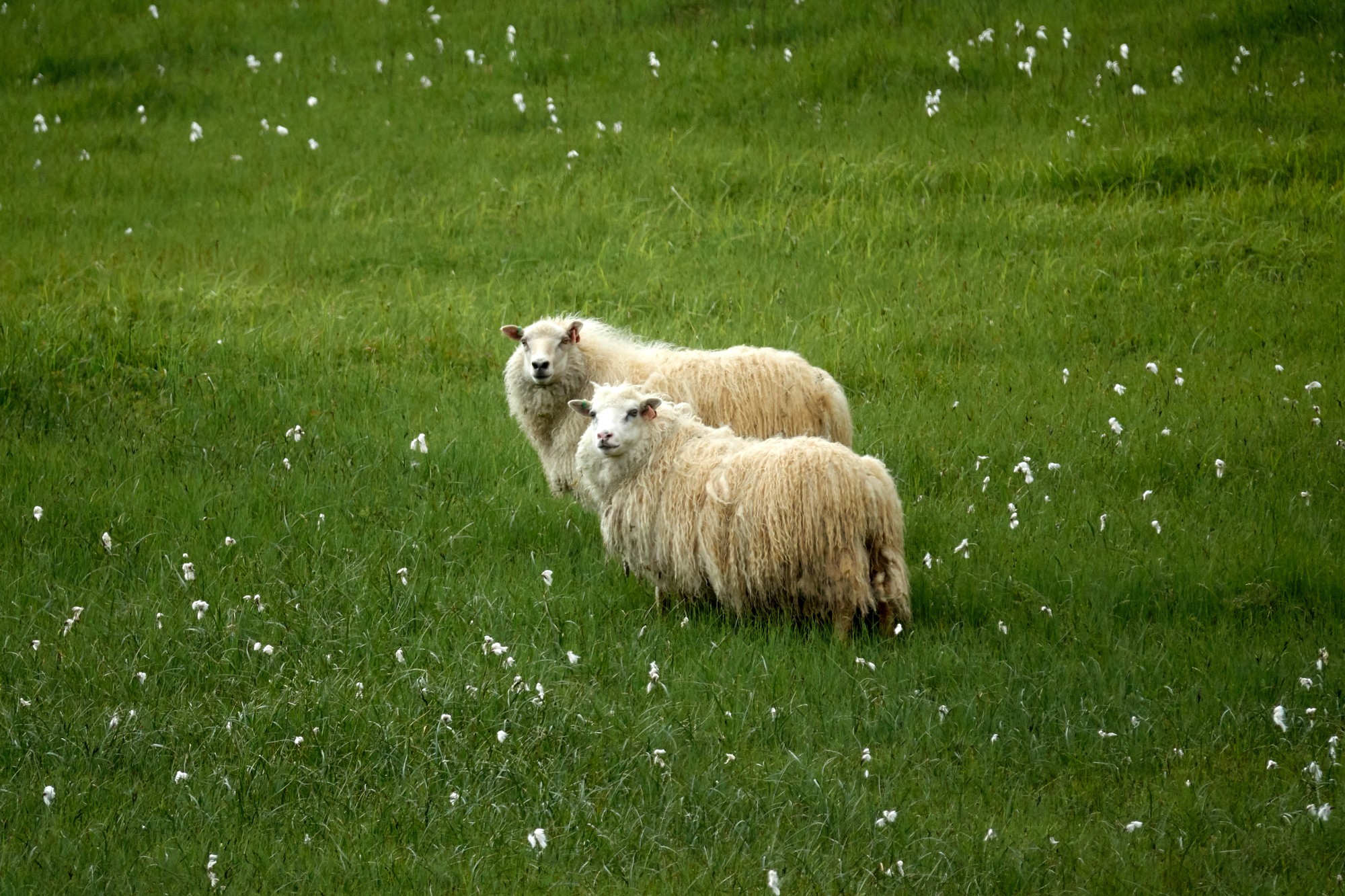 Moutons et linaigrettes