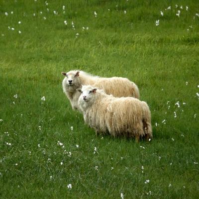 Moutons et linaigrettes