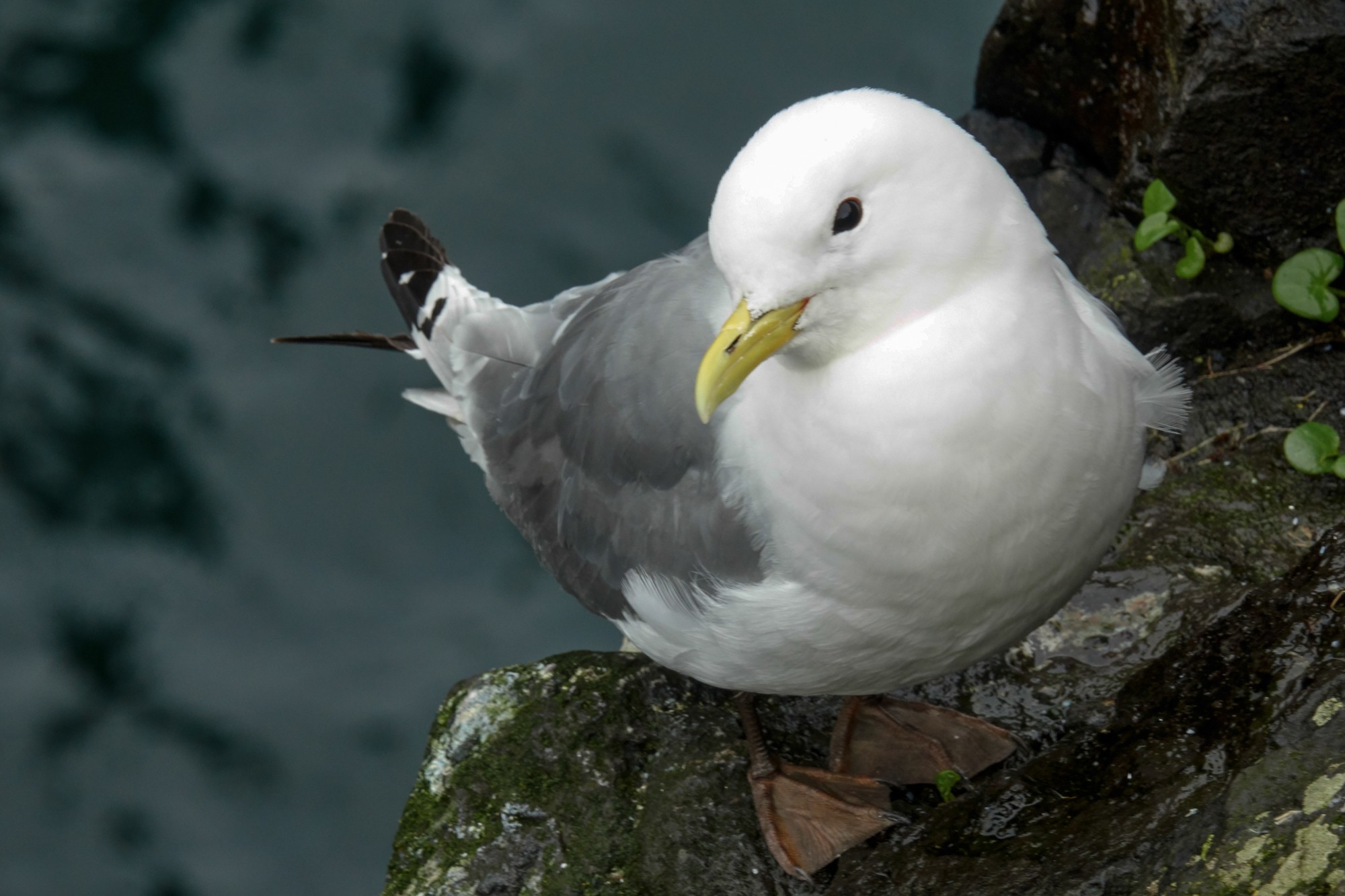 Mouette tridactyle