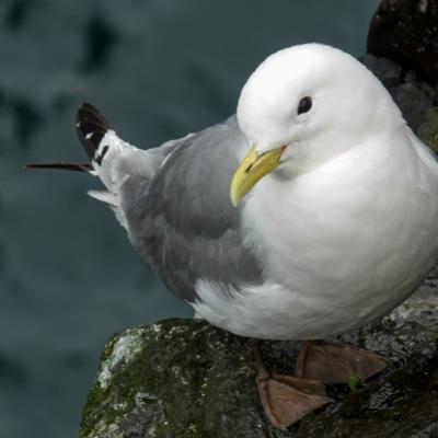 Mouette tridactyle