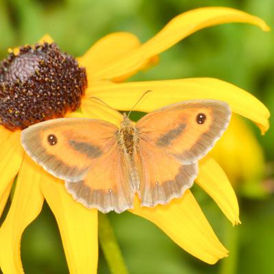 Amaryllis sur rudbeckia