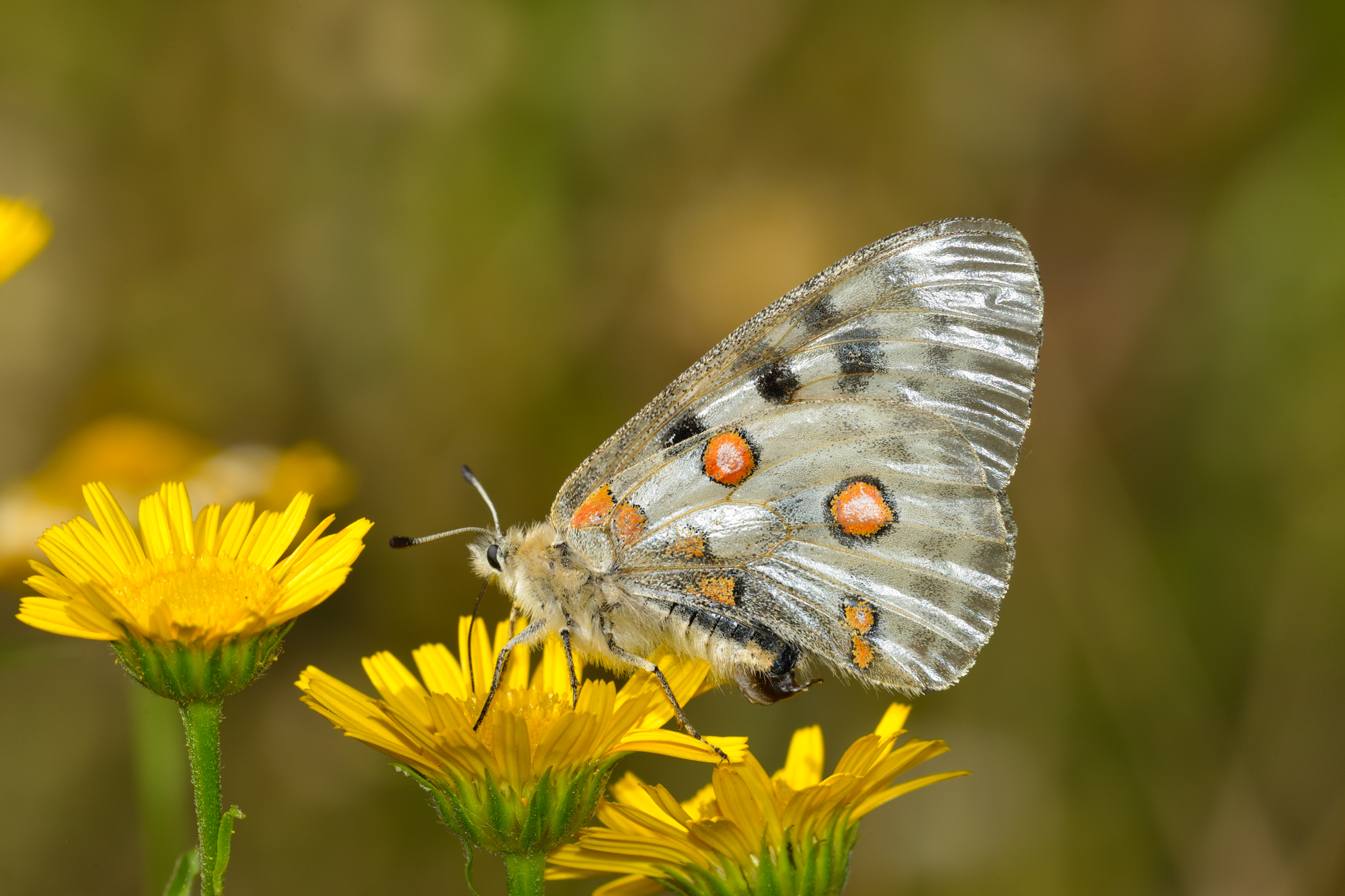 apollon