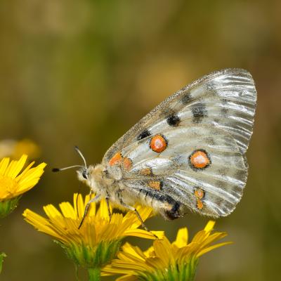 apollon