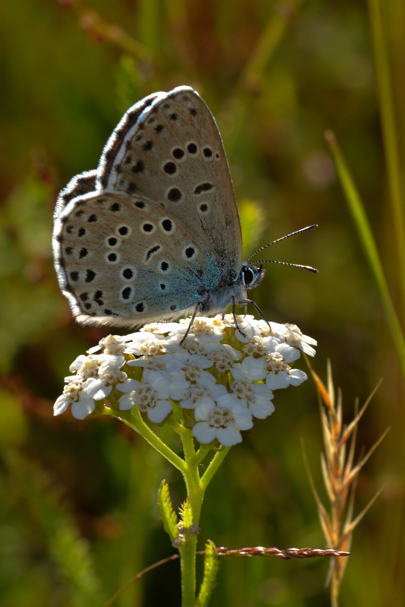 azure du serpolet