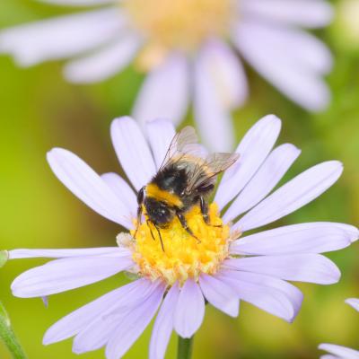 bourdon terrestre sur aster