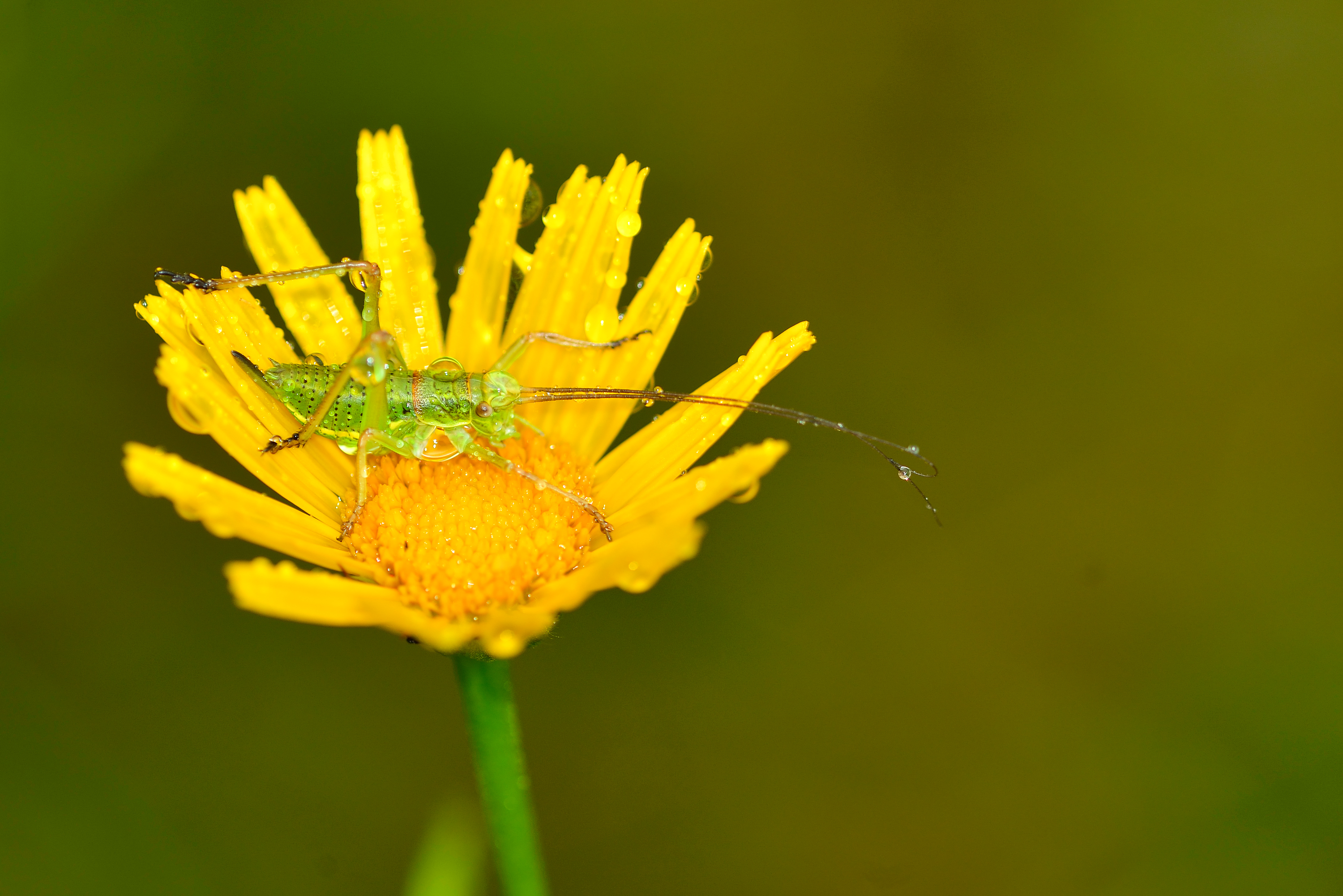 sauterelle sous la pluie