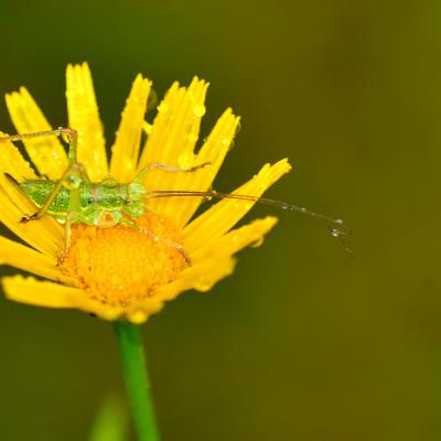 sauterelle sous la pluie