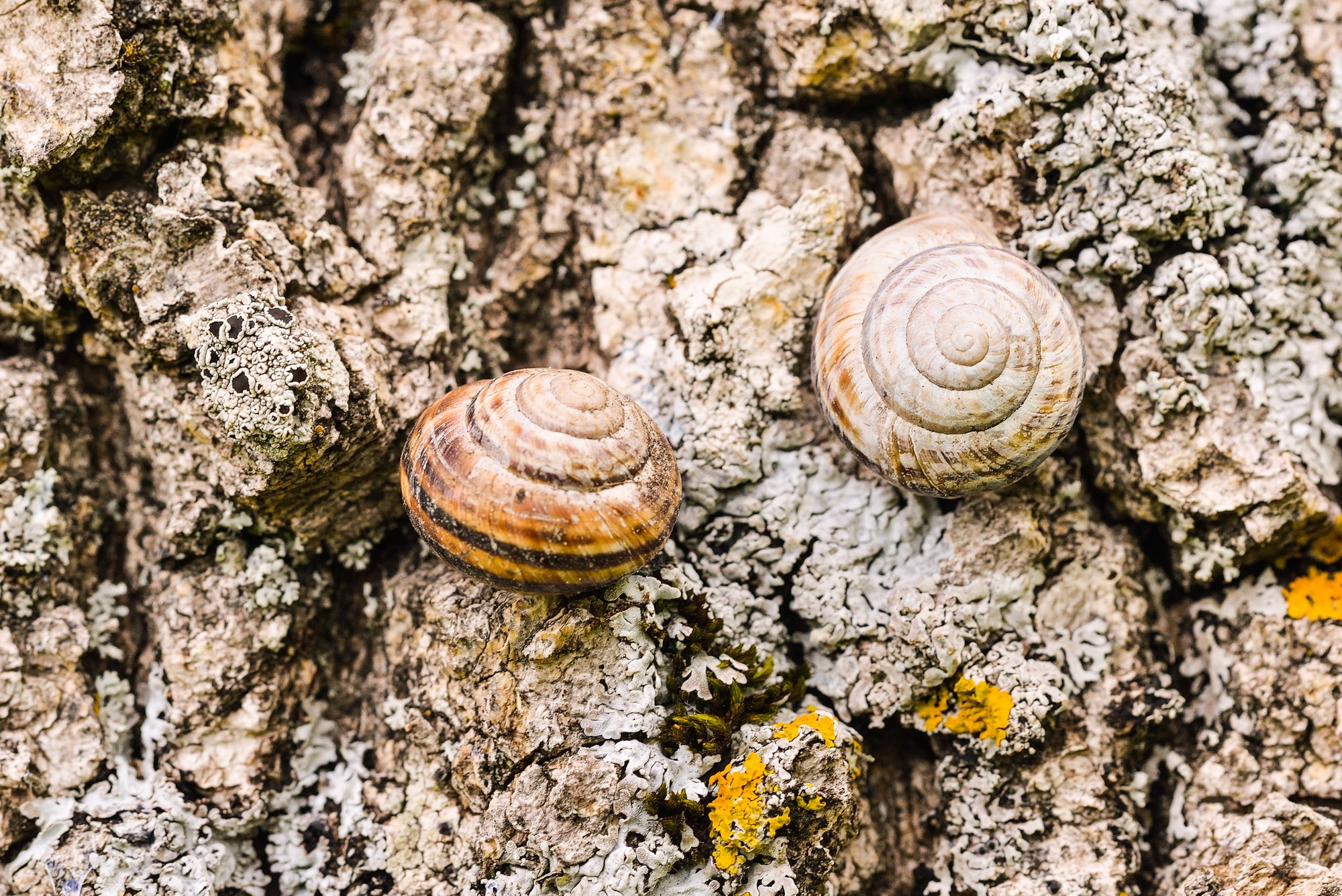 escargot sur écorce