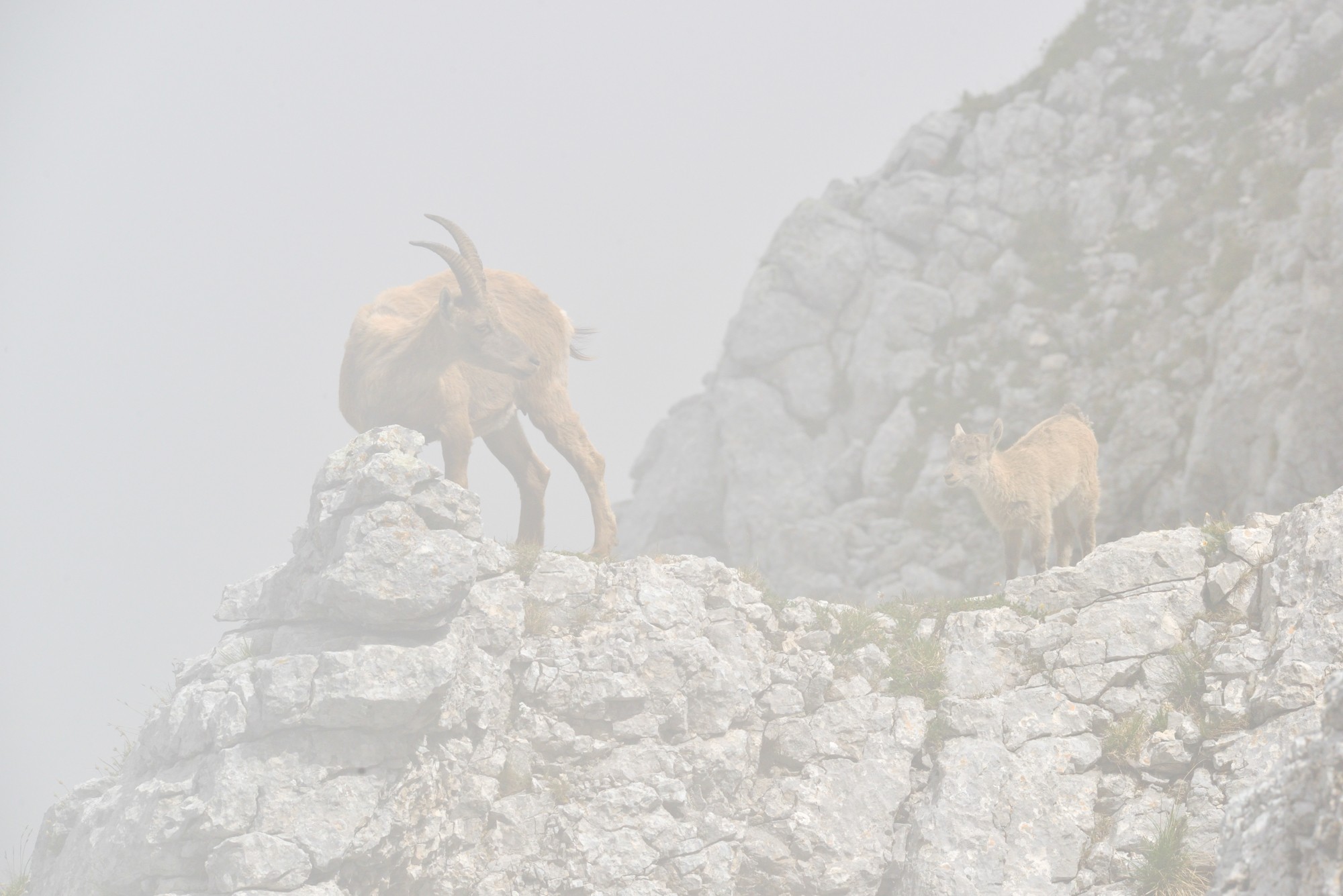 bouquetins dans la brume