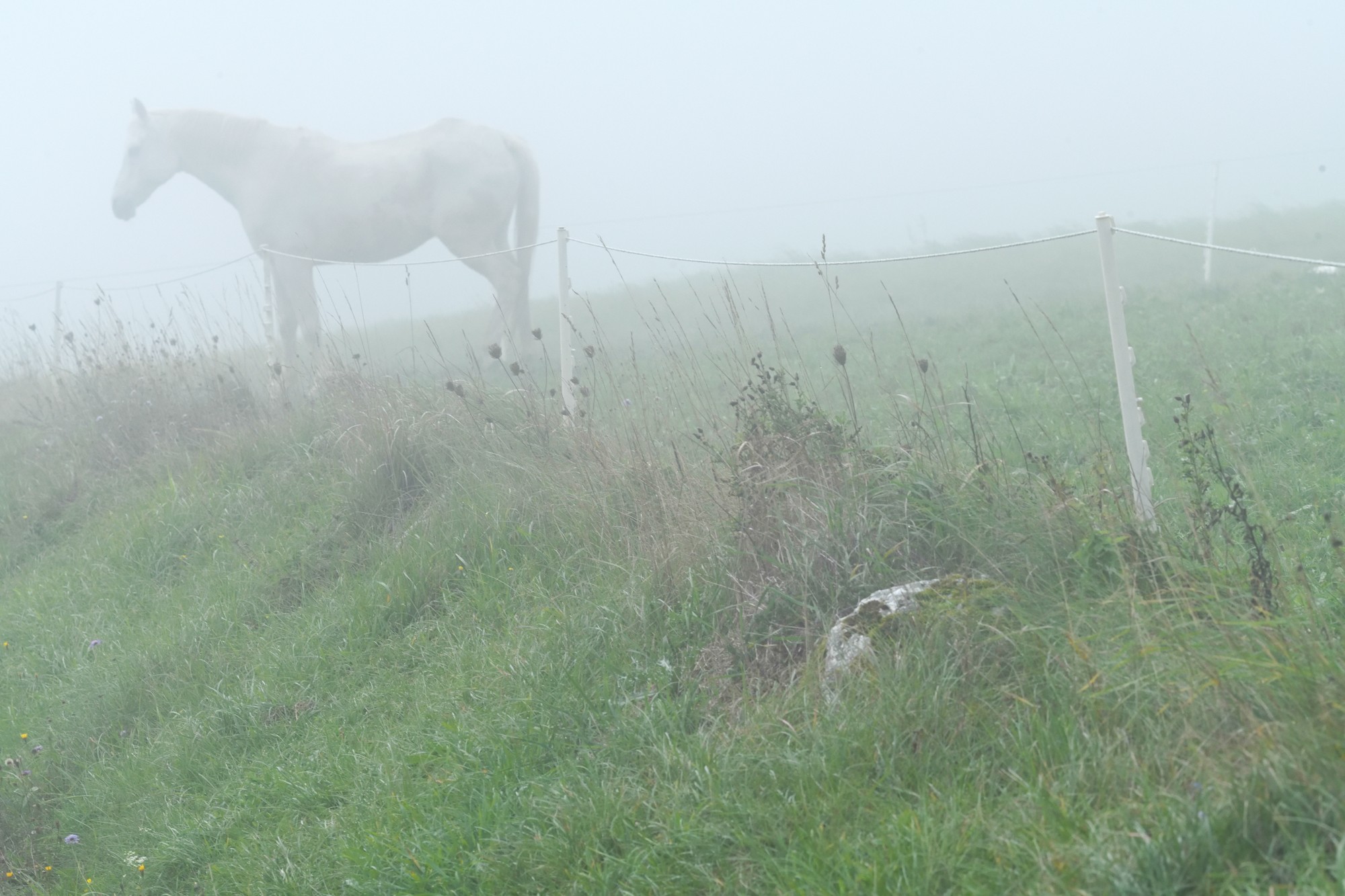 cheval dans la brume