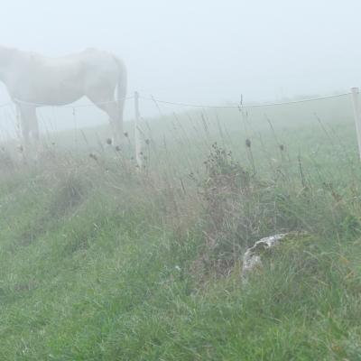 cheval dans la brume