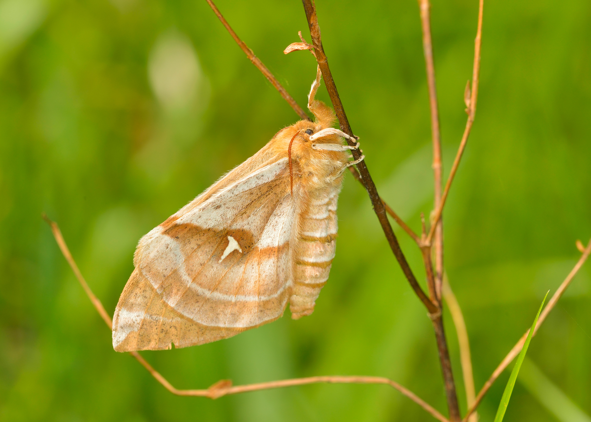 Hachette ♀ sur tige