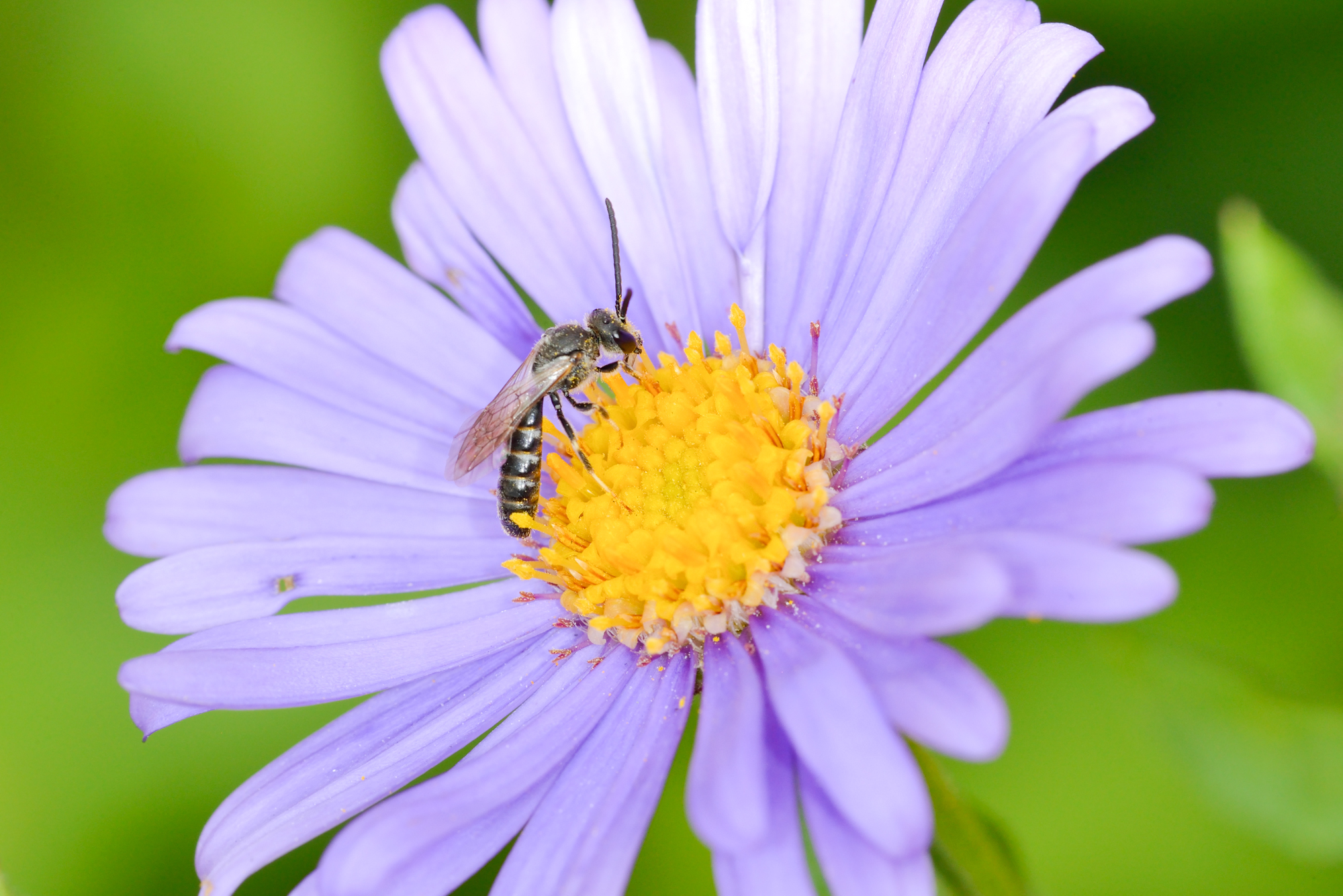 Halicte sur Aster