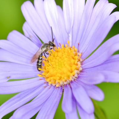 Halicte sur Aster