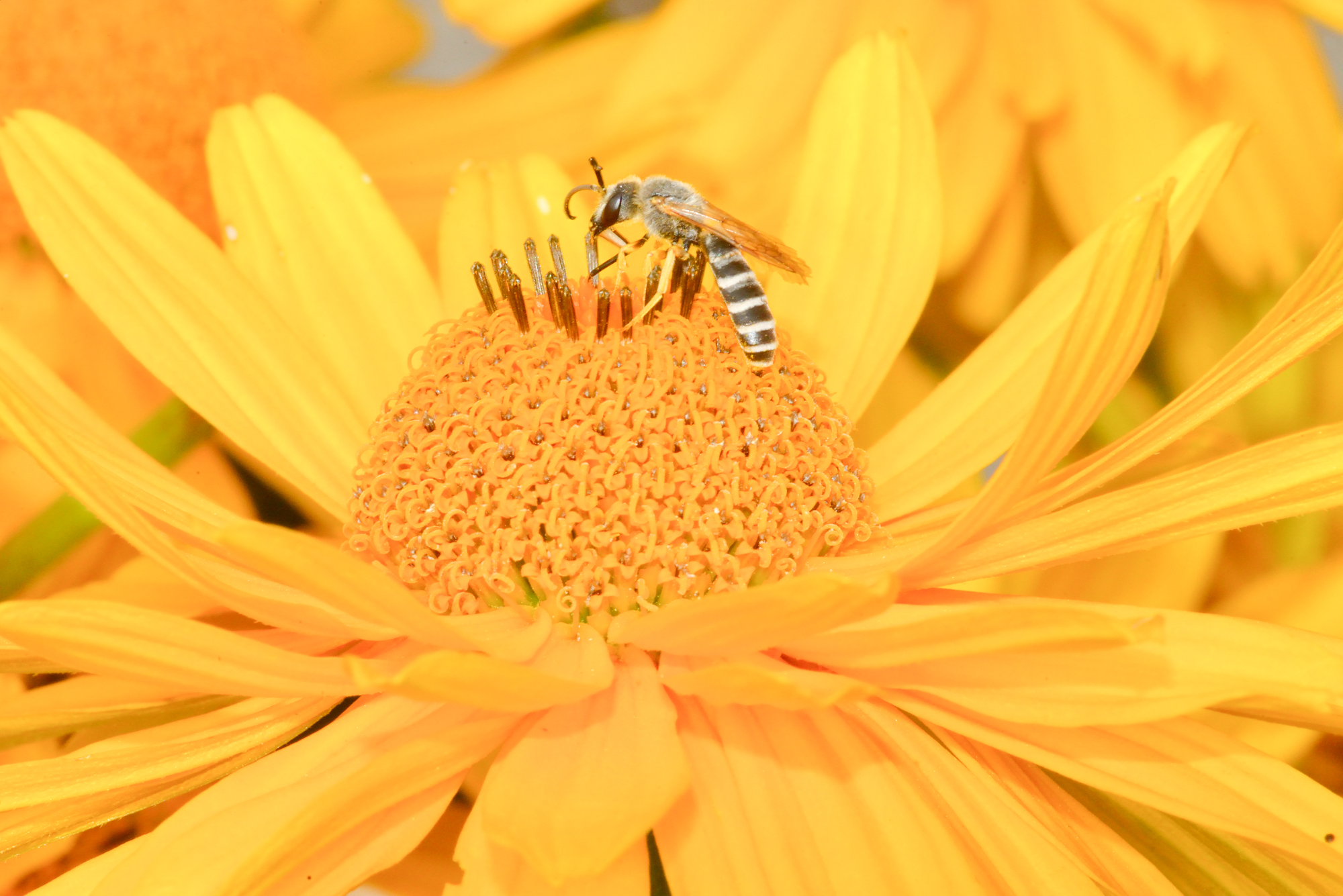 Halicte sur Echinacea paradoxa