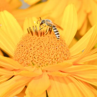 Halicte sur Echinacea paradoxa