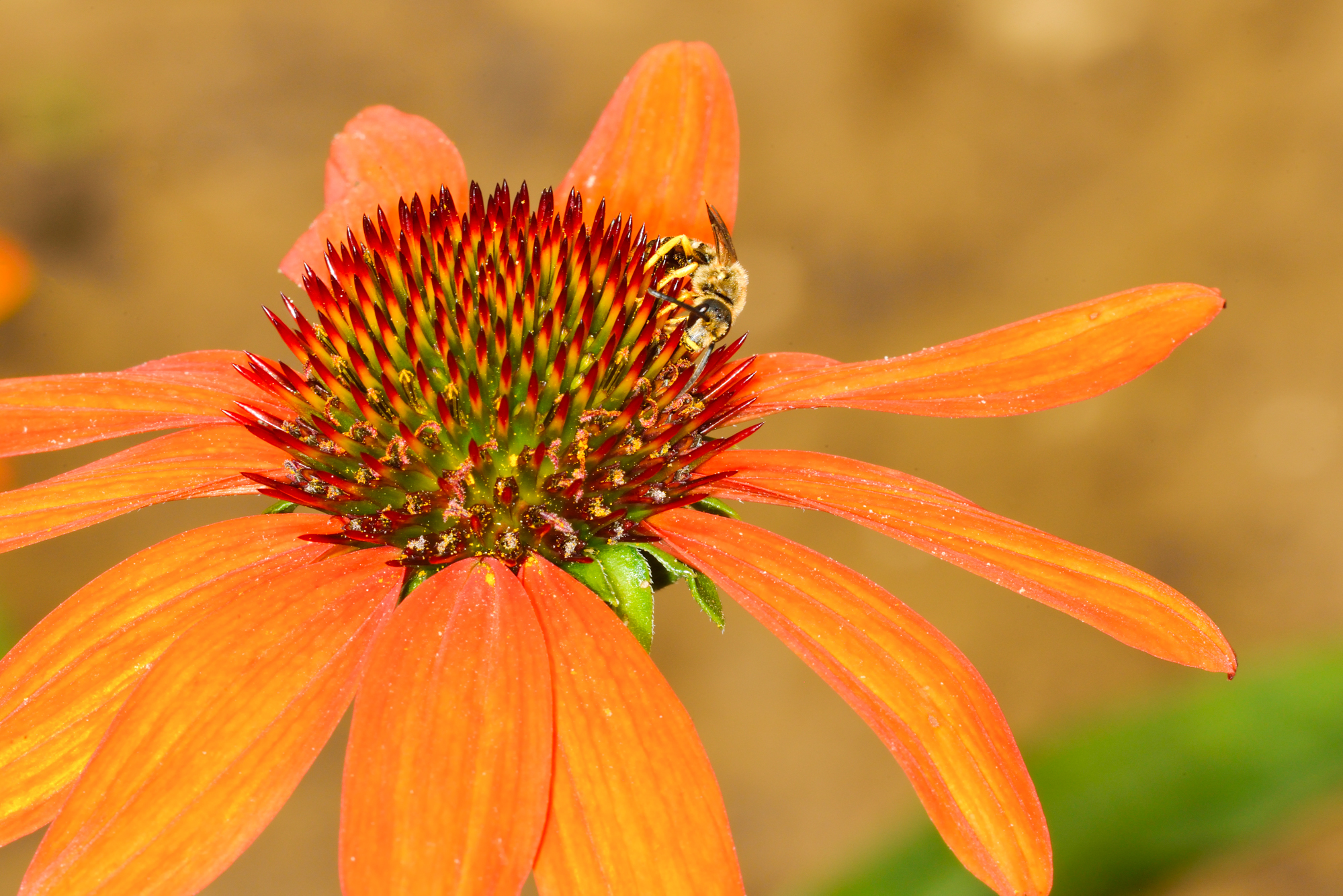 Halicte sur rudbeckia