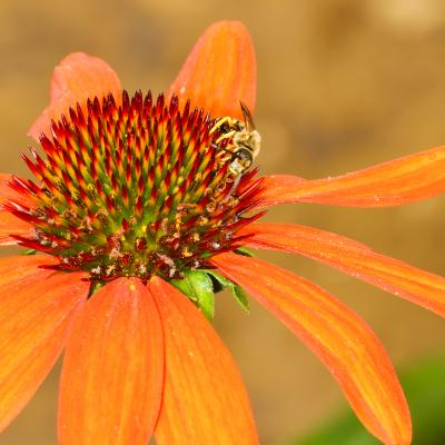 Halicte sur rudbeckia