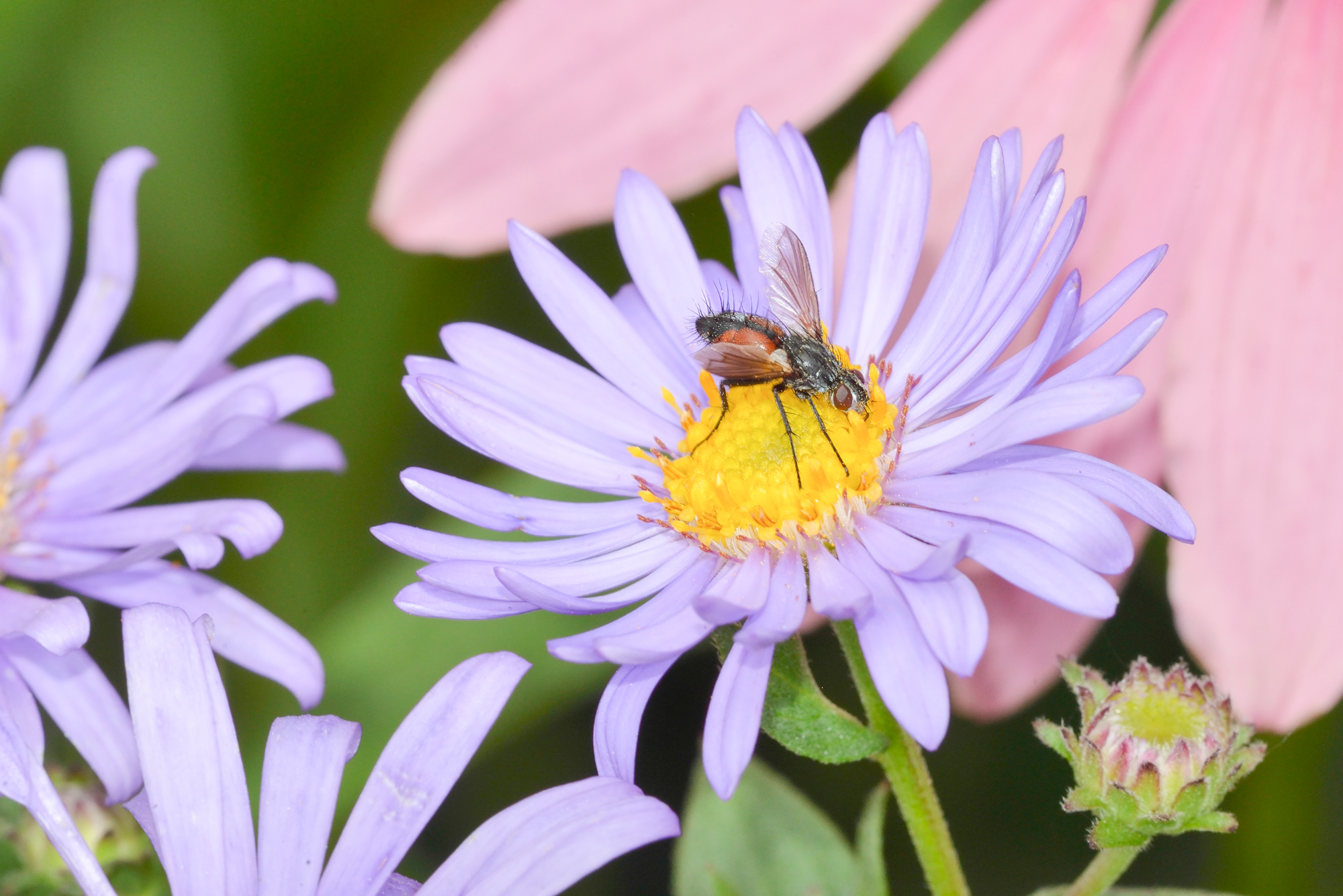 mouche sur aster