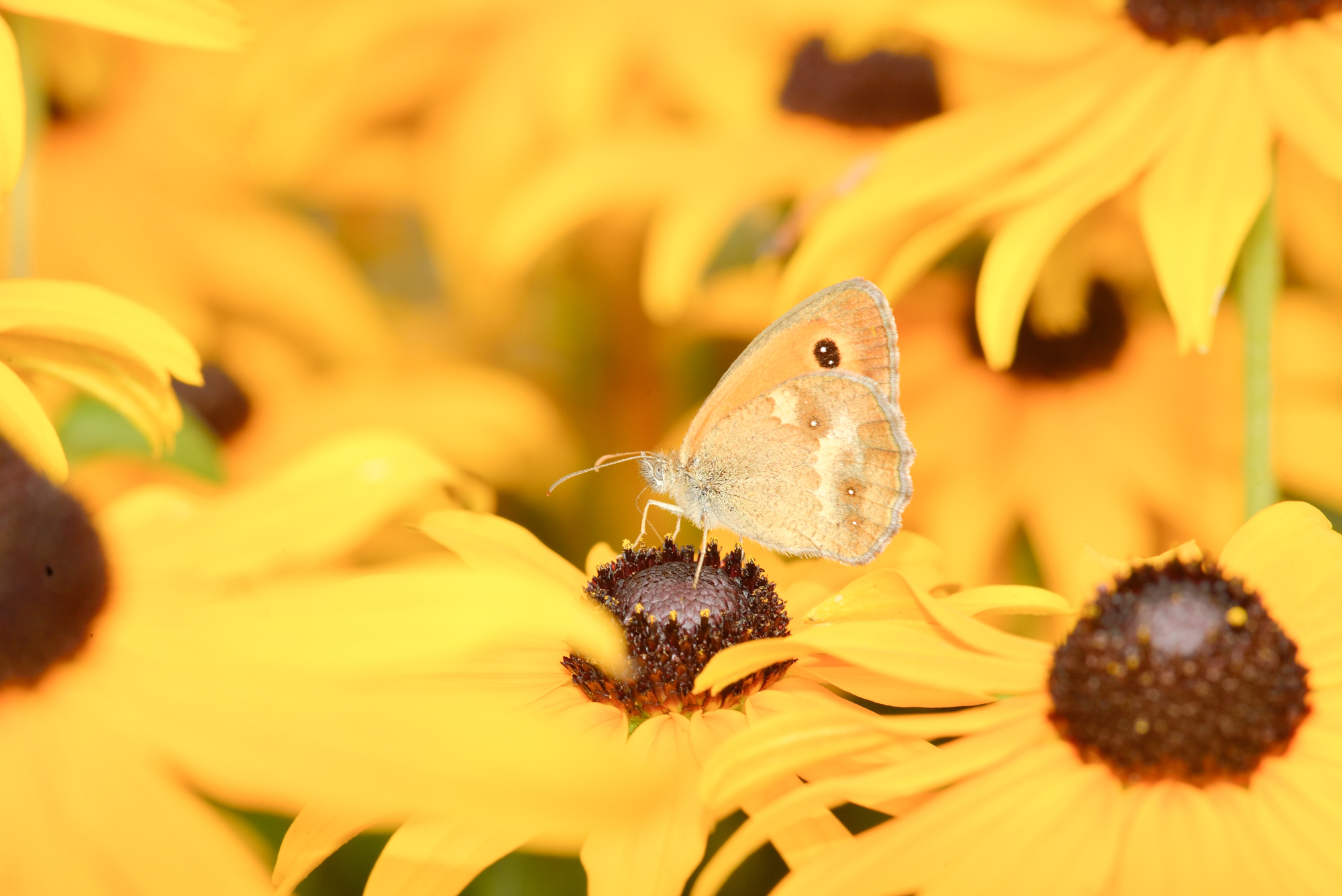 Procris sur rudbeckia