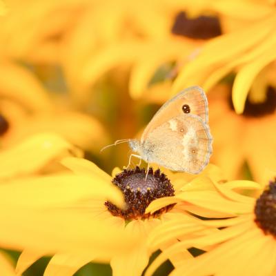 Procris sur rudbeckia