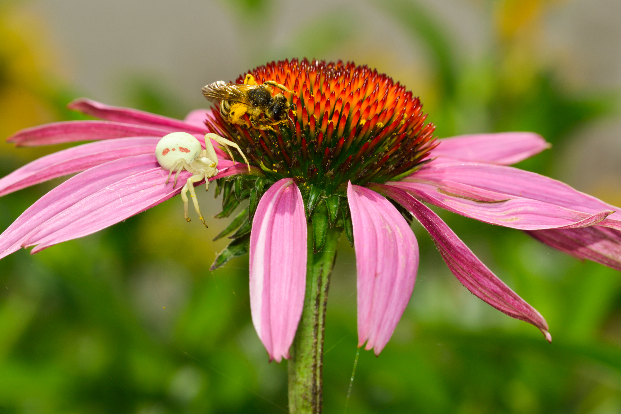 Thomise sur rudbeckia