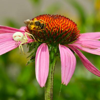 Thomise sur rudbeckia