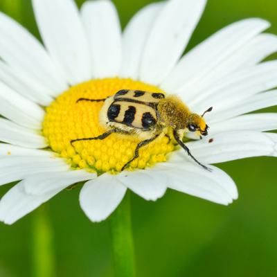 Trichrie fasciée sur marguerite