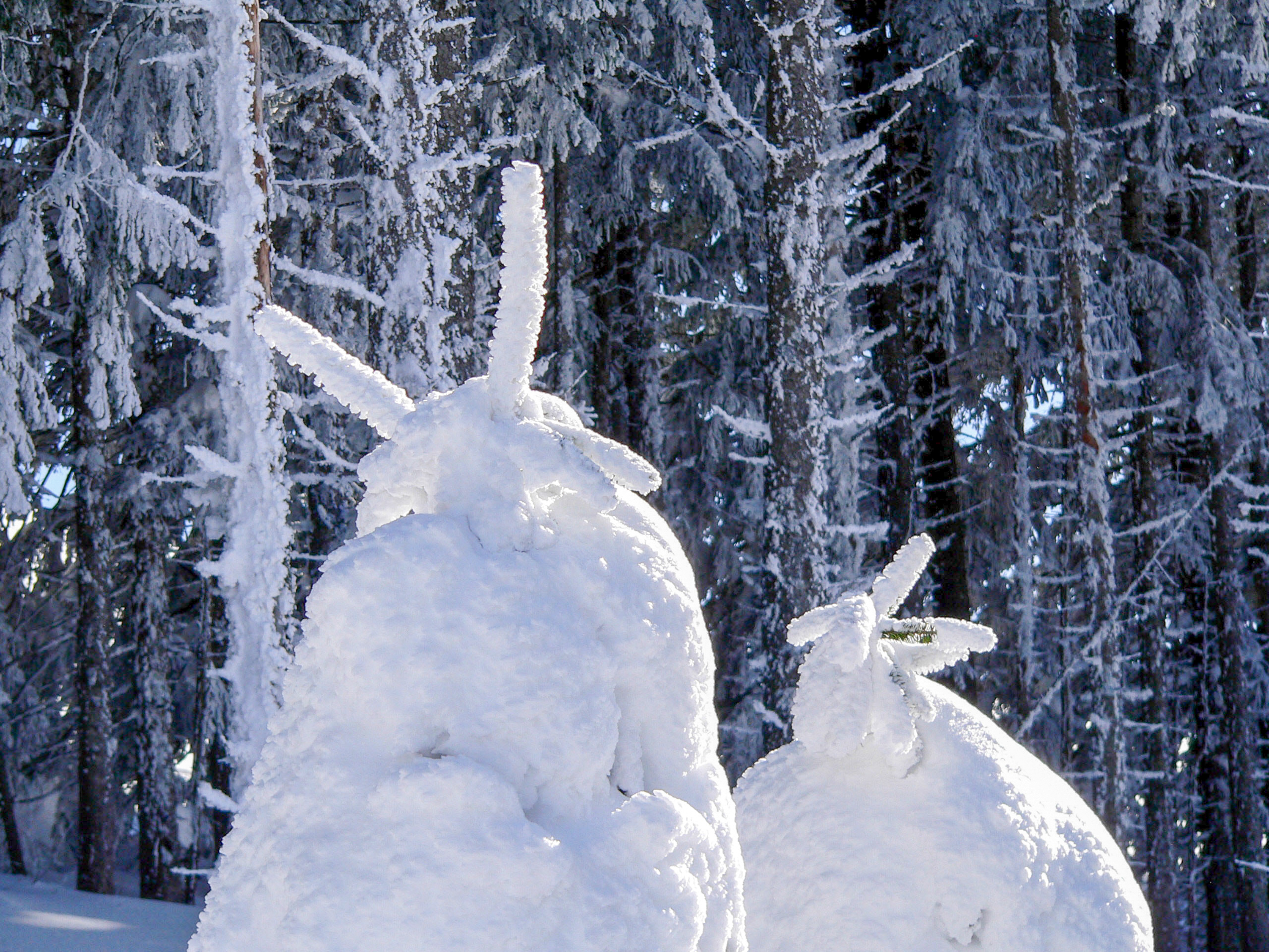 conférence de lapins