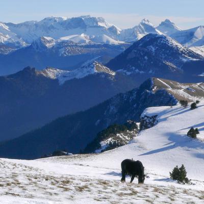 la montagnette en hiver (chevaux Meyrins)