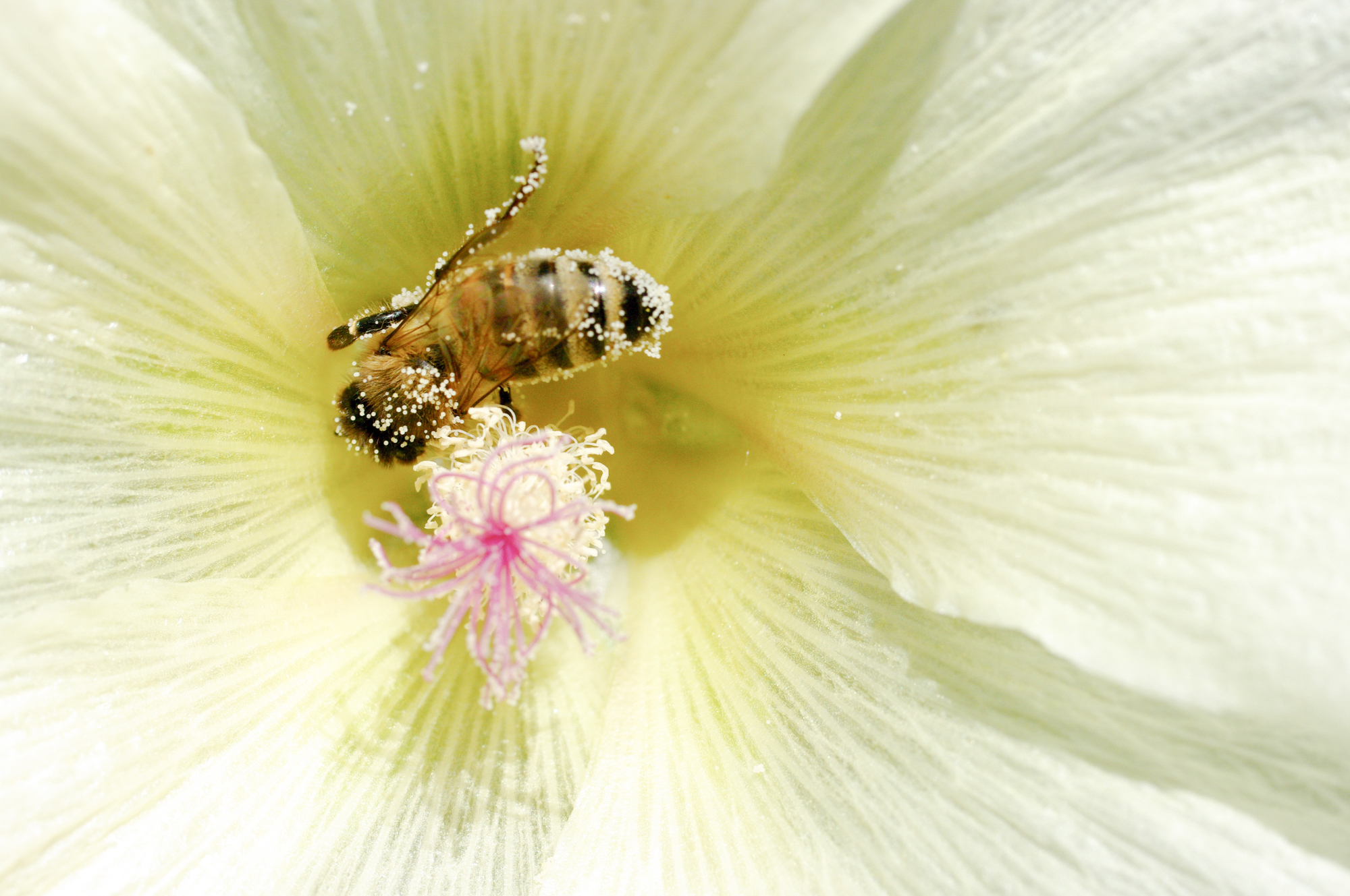 abeille sur rose trémière
