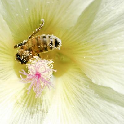 abeille sur rose trémière